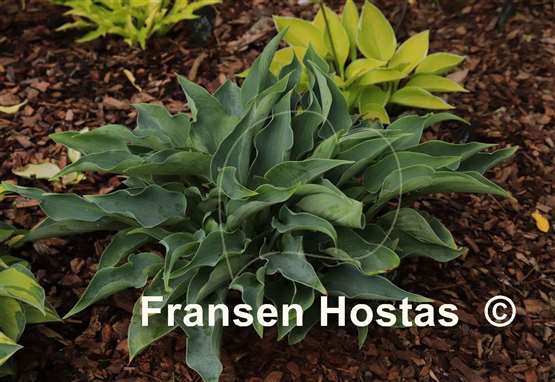 Hosta Twinkle Little Star